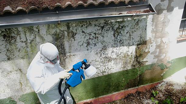 Mold Removal service in Petersburg